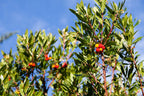 Arbutus unedo (standard form)