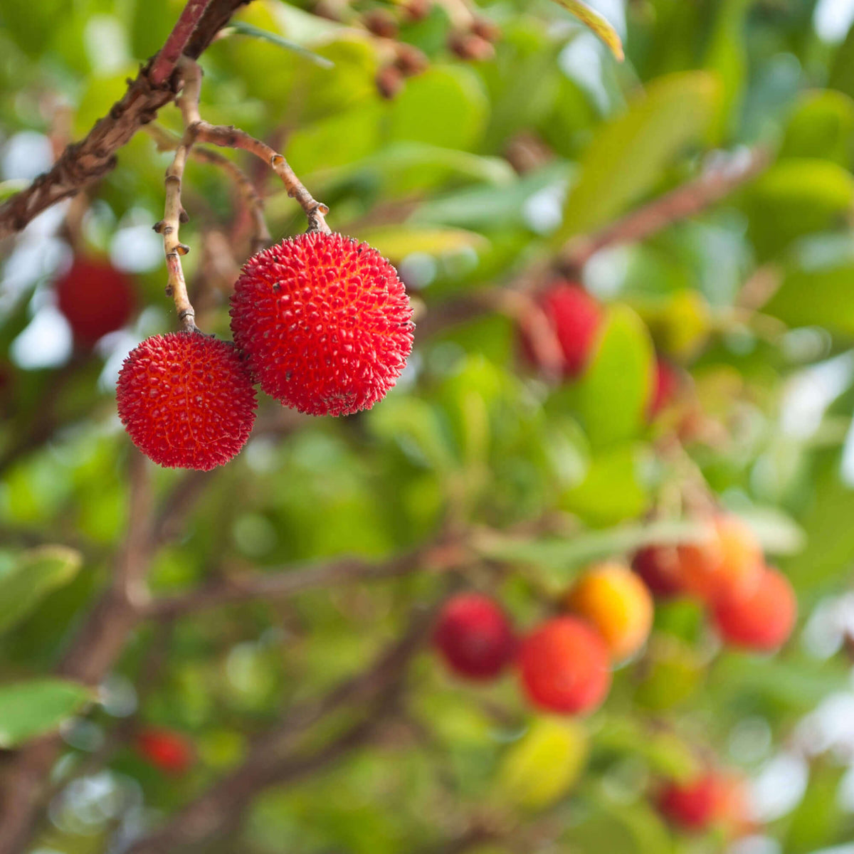 Arbutus 'Marina' (multi-stem form)