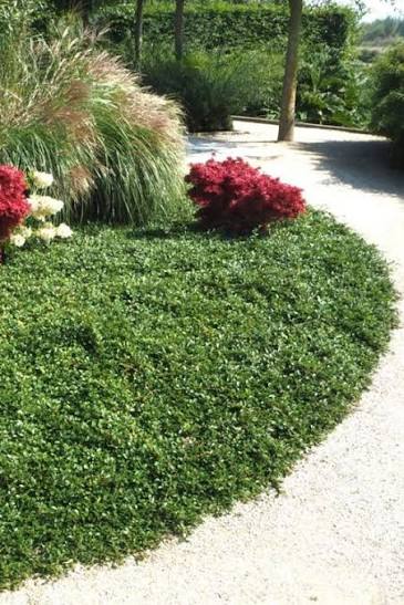 Cotoneaster × suecicus 'Streib's Findling'