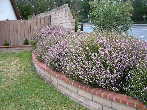 Coleonema pulchrum 'Sunset Gold'