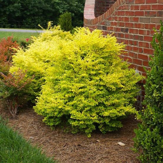 Ligustrum sinense 'Sunshine'