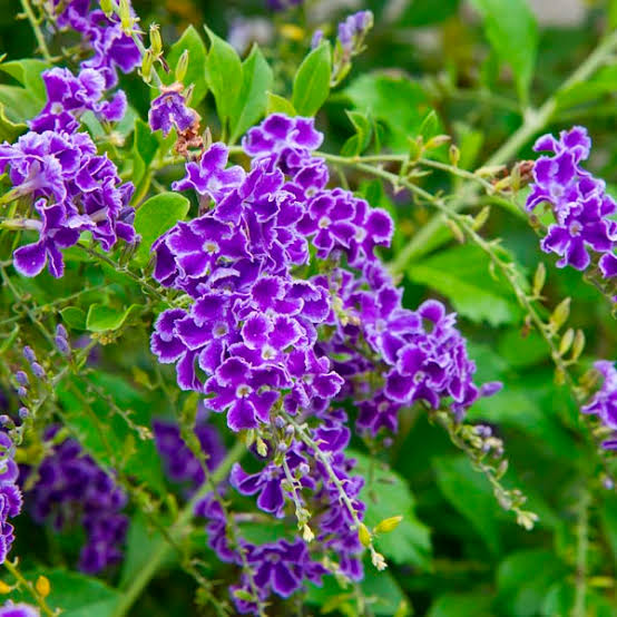 Duranta erecta 'Sweet Memory'