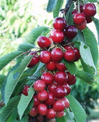 Prunus avium 'Sweetheart'