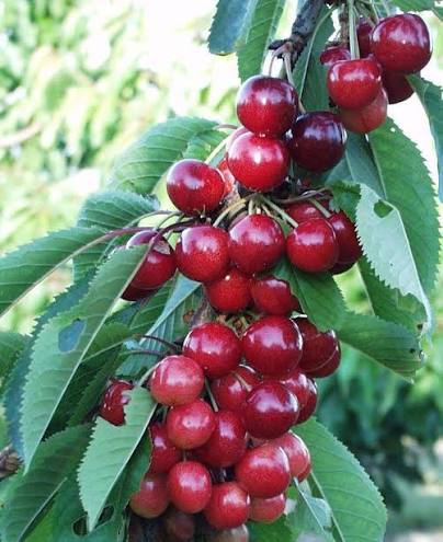 Prunus avium 'Sweetheart'