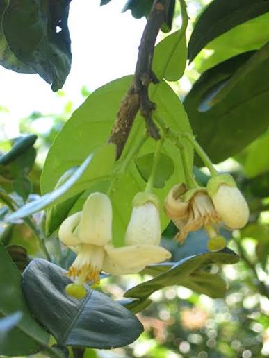 Citrus maxima 'Tahitian'