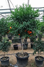 Citrus reticulata 'Tahoe Gold' (standard form)