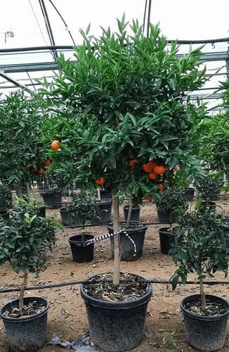 Citrus reticulata 'Tahoe Gold' (standard form)
