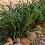 Dianella tasmanica 'Tasred'