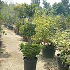 Ligustrum japonicum 'Texanum' (column form)
