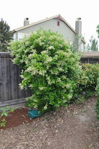 Ligustrum japonicum 'Texanum'