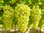 Vitis vinifera 'Thompson Seedless'