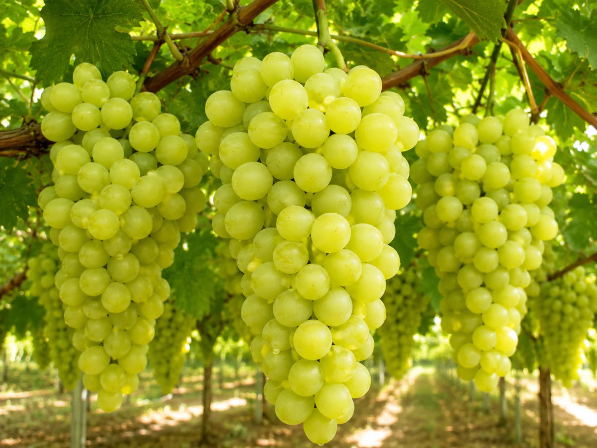Vitis vinifera 'Thompson Seedless'