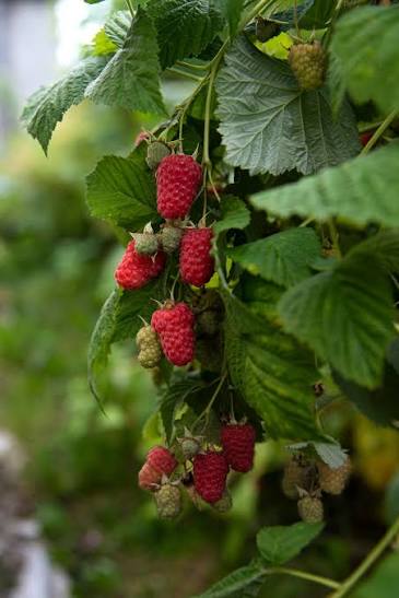 Rubus ursinus × Rubus idaeus 'Thornless'