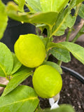 Citrus × aurantiifolia 'Mexican Thornless' (decorative form)
