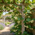 Actinidia arguta 'Tomuri'