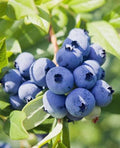 Vaccinium corymbosum × Vaccinium angustifolium 'Top Hat'