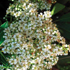 Heteromeles arbutifolia