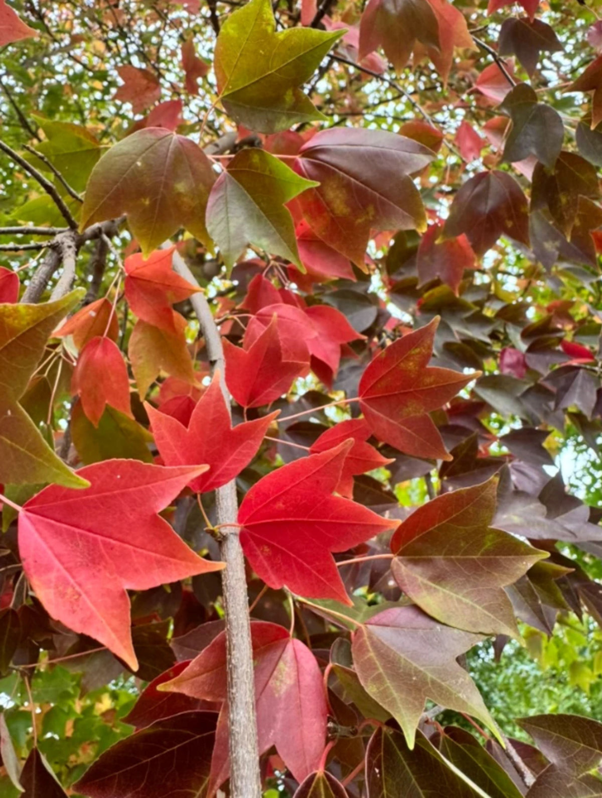Acer buergeranum