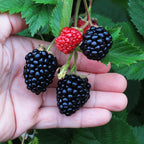 Rubus 'Triple Crown'