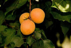 Prunus armeniaca 'Tropic Gold'