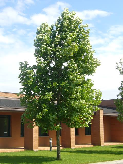 Liriodendron tulipifera