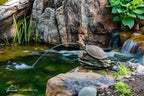 Turtle On Log Spitter – image 7