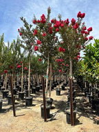 Lagerstroemia × 'Tuscarora' (multi-stem form)
