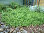Baccharis pilularis 'Twin Peaks'