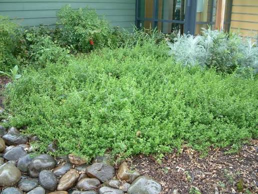 Baccharis pilularis 'Twin Peaks'
