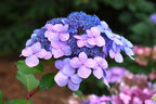 Hydrangea macrophylla 'PIIHM-I'