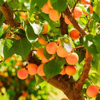 Prunus armeniaca (ultra-dwarf form)