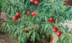 Prunus persica var. nucipersica (ultra-dwarf form)