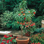 Prunus persica (ultra-dwarf form)