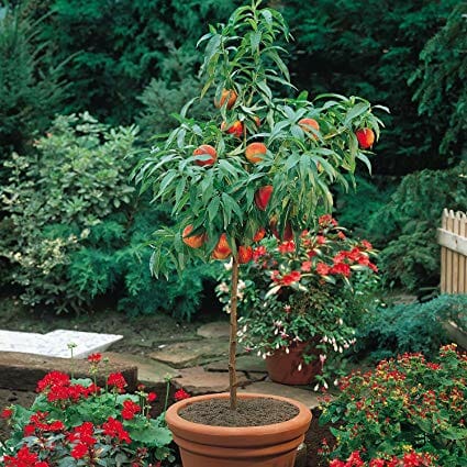 Prunus persica (ultra-dwarf form)