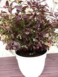 Vaccinium corymbosum 'VacBril'