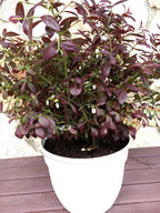 Vaccinium corymbosum 'VacBril'