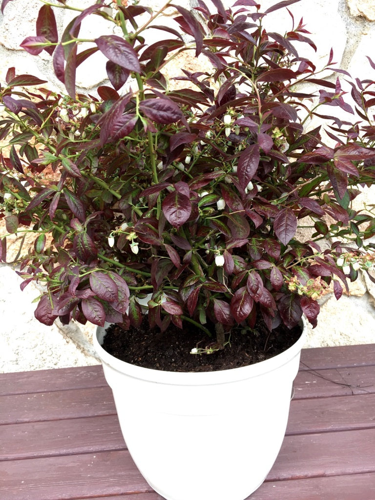 Vaccinium corymbosum 'VacBril'