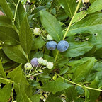 Vaccinium ashei 'Vernon'