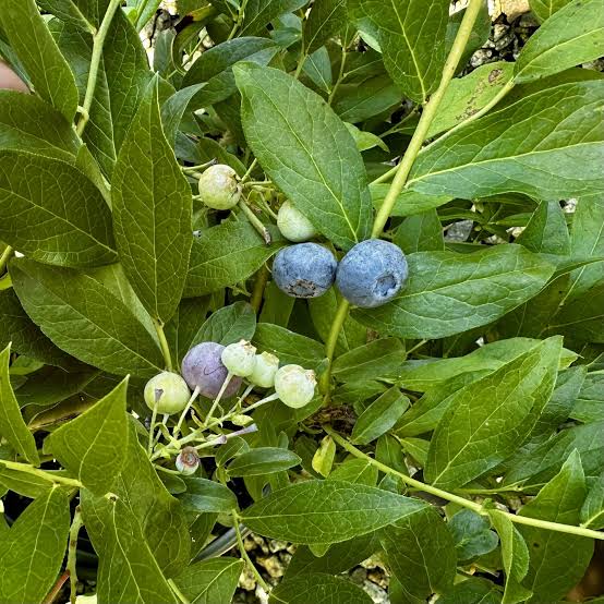 Vaccinium ashei 'Vernon'