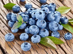 Vaccinium corymbosum 'Bluecrop'