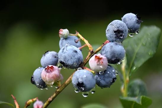 Vaccinium corymbosum 'Blueray'