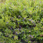 Vaccinium corymbosum 'Emerald'