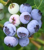 Vaccinium corymbosum 'Emerald'