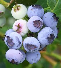 Vaccinium corymbosum 'Emerald'
