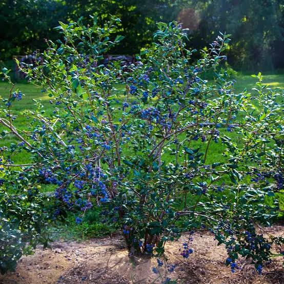 Vaccinium corymbosum 'Jewel'