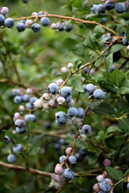 Vaccinium corymbosum 'Jubilee'