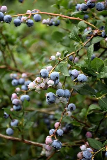 Vaccinium corymbosum 'Jubilee'