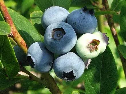 Vaccinium corymbosum 'Misty'