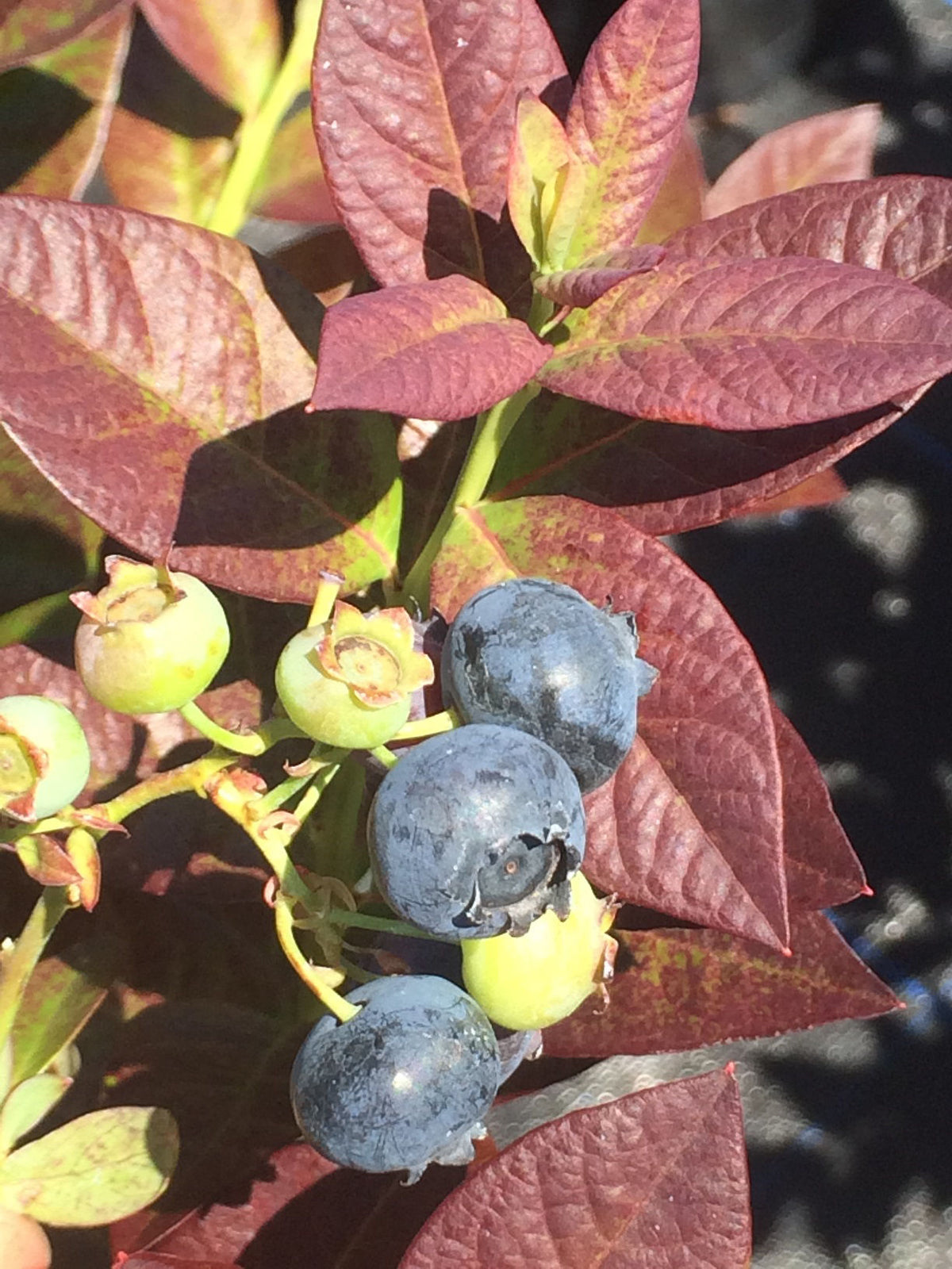 Vaccinium corymbosum 'VacBril'