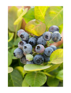 Vaccinium corymbosum 'ZF06-043'